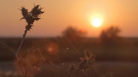 Macro Shot of a Spider Web at Sunset 스톡 동영상 108773722