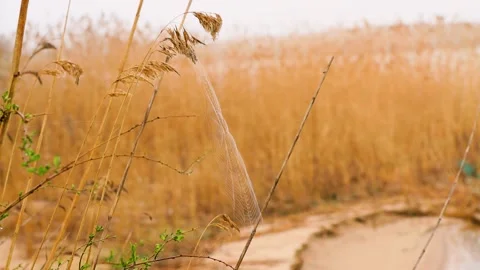 Macro Shot of Spider Web Swaying in the Wind Stock Footage 308353167