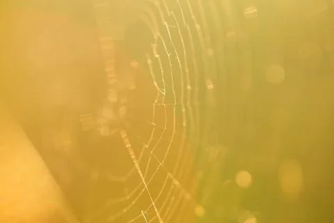 Macro shot of a spider web without sunset in the open air Stock-Fotos