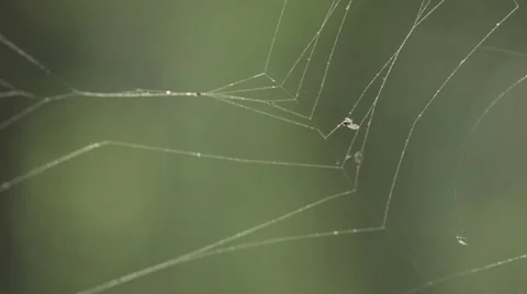 Macro shot of spider's web backlit by the afternoon sun Video stock 63655302