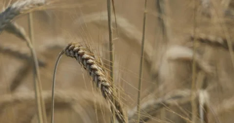 Macro shot of a spikelet of wheat Stock Footage 136151116