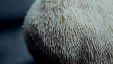 Macro Shot of Spiny Lions Mane Mushroom Texture with Camera Motion 스톡 동영상 332043306