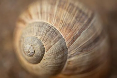 Macro shot of a spiral and patterned shell of a snail on an isolated background Stock Photos
