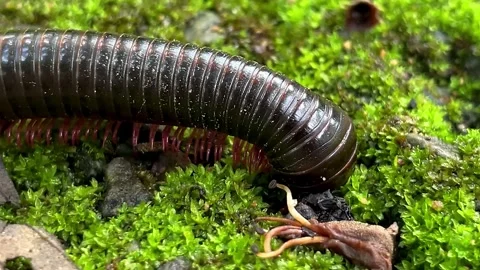 Macro shot of a Spirostreptidae millipede exploring moss. Stock Footage 345495991