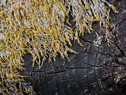 Macro shot of a split black tree with yellow moss spilling over on one side 写真素材