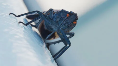 Macro shot of spotted lanternfly 2 Vídeo Stock 314669399