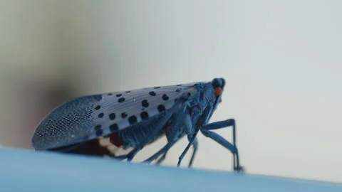 Macro shot of Spotted Lanternfly Vídeo Stock 314670351