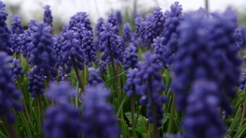 Macro shot of spring flowers Stock Footage 241423424
