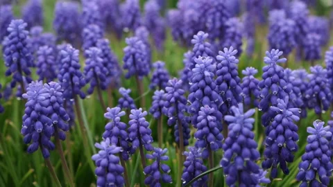 Macro shot of spring flowers Video stock 241423481