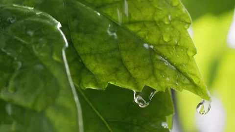Macro shot of spring green leaves in the rain. Pure clear rainwater rolls down a Stock Footage 154473863