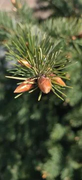 A macro shot of spring pine cone buds and pine needles Stock Photos