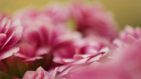 Macro shot of spring pink flowers Stock Footage 74760951