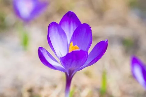 Macro shot of spring violet flower crocus Stock Photos