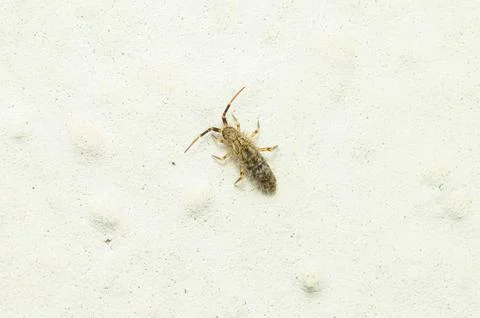 Macro Shot of a Springtail Insect Crawling on a White Textured Wall, Pest C.. Фото