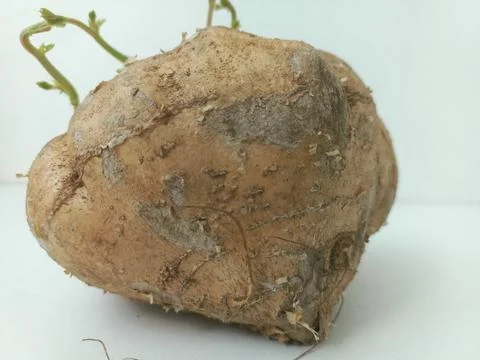 Macro Shot of Sprouted Jicama Tuber on White Background Stock Photos