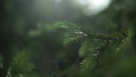 Macro shot of spruce twigs. Stock Footage 150108519