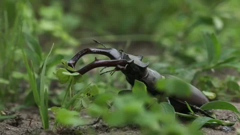Macro shot of stag beetle among the green leaves and grass in the forest Stock Footage 253504742