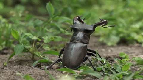 Macro shot of stag beetle (Lucanus cervus) Video stock 244195143
