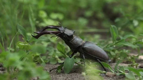 Macro shot of stag beetle (Lucanus cervus) Stock Footage 244195146