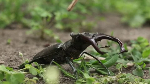 Macro shot of stag beetle (Lucanus cervus) among the green leaves Stock Footage 250194848