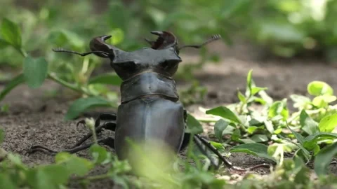 Macro shot of stag beetle (Lucanus cervus) among the green leaves and grass Stock Footage 251022822