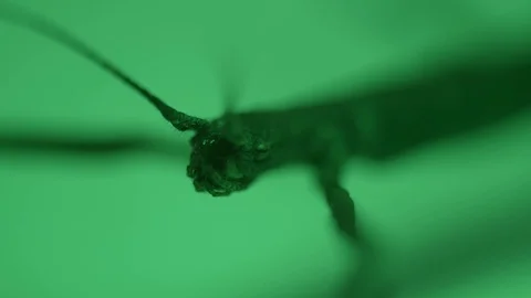 Macro shot of a stick insect as the green lighting's intensity changes Stock Footage 117350686