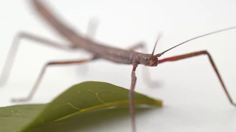 Macro shot of a stick insect stood above a leaf on a white background Stock Footage 117350535