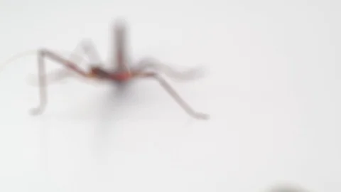 Macro shot of a stick insect walking towards camera Stock Footage 117350509