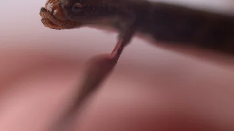Macro shot of a stick insect's head Stock Footage 117350610