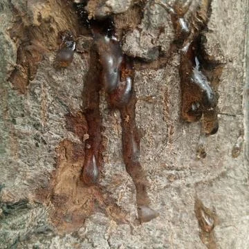 Macro shot sticky amber tree sap resin dripping down rough grey bark art Stock Photos