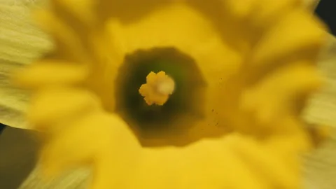 A macro shot of the stigma inside a yellow Daffodil. Stock Footage 171433106