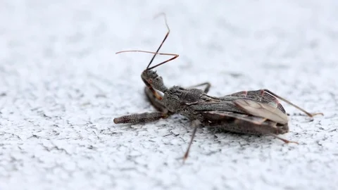 Macro shot of strange bug Stock Footage 81762110