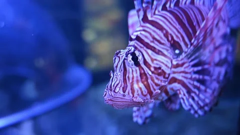 Macro shot of striped red lion fish or zebrafish resting undersea with sun 스톡 동영상 154407572