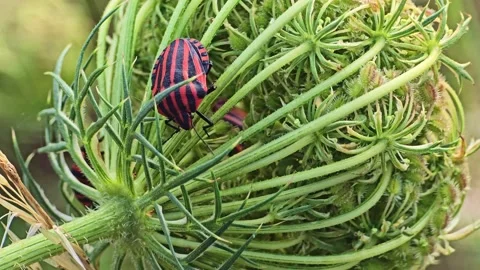 Macro Shot of Striped Shield Bug on Flower Stock Footage 317074707