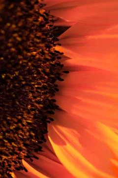 Macro shot of a sunflower Stock Photos
