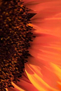 Macro shot of a sunflower Stock Photos