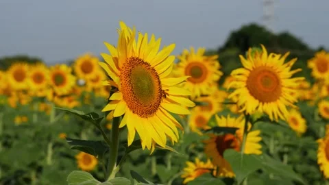 Macro shot of sunflowers in the field Video stock 156955348