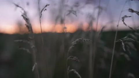 Macro shot of sunset in wheat field Stock Footage 88048749