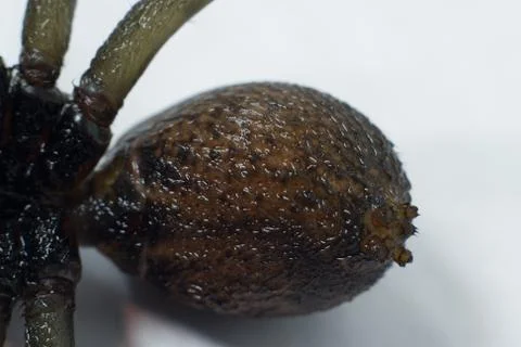 Macro shot of the tail  Wolf Spider Stock Photos
