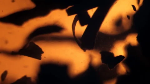 Macro shot of tea tree leaves floating in boiling water. Tea ceremony. Video stock 132287237