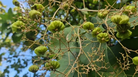 Macro Shot of Teak Tree Flowers Blooming - Tectona Grandis Botanical Detail 動画素材 330982773