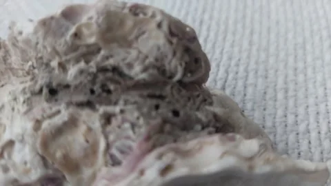 Macro shot of a textured sea shell surface with natural patterns Stock Footage 333642350
