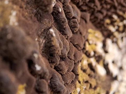 Macro shot of a textured surface covered in a dense layer of brown fungus, .. Stock Photos