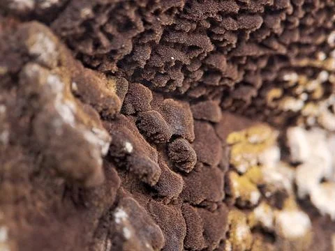 Macro shot of a textured surface covered in a dense layer of brown fungus, .. Stock Photos