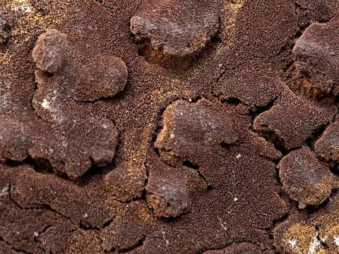 Macro shot of a textured surface covered in a dense layer of brown fungus, .. Stock Photos