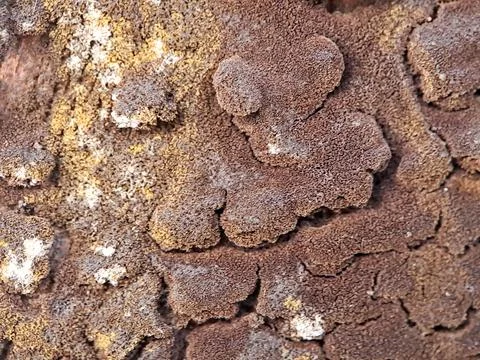Macro shot of a textured surface covered in a dense layer of brown fungus, .. Stock Photos