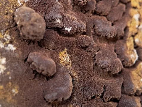 Macro shot of a textured surface covered in a dense layer of brown fungus, .. Stock Photos