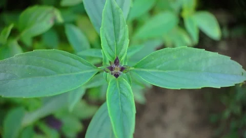 Macro shot of Thai basil leaf texture in Vietnamese herb garden, 4K Stock Footage 307659524