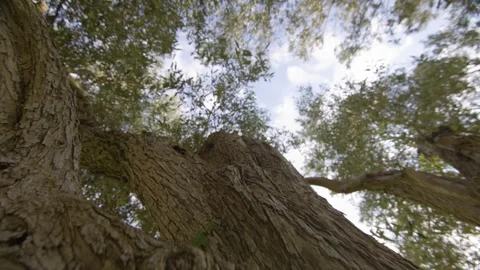 Macro shot of the thick bark of a century-old olive tree, Provence, France Stock Footage 292123635