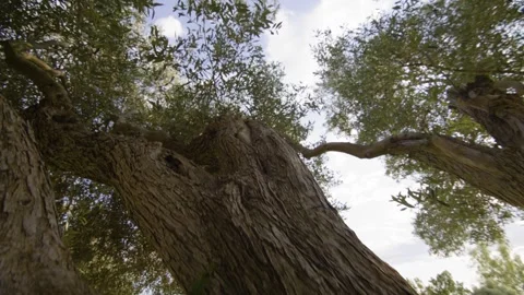 Macro shot of the thick bark of a century-old olive tree, Provence, France Stock Footage 292123651